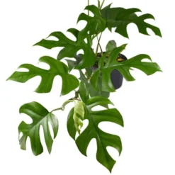 Philodendron Minima - Mini Monstera -Cheap The Aussie Garden Store philodendron minima