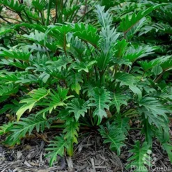 Philodendron Xanadu -Cheap The Aussie Garden Store philodendron xanadu 500