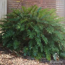 Philodendron Xanadu -Cheap The Aussie Garden Store philodendron xanadu home