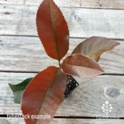 Photinia Black Jack -Cheap The Aussie Garden Store photinia black jack 1
