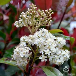 Photinia Red Robin -Cheap The Aussie Garden Store photinia fraseri red robin flower