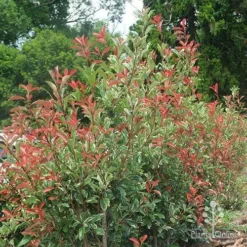 Photinia Pink Marble -Cheap The Aussie Garden Store photinia pink marble hedge nursery