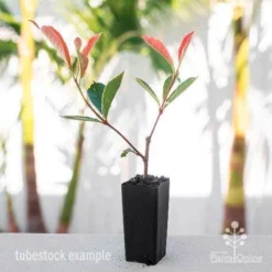Photinia Pink Marble -Cheap The Aussie Garden Store photinia pink marble tube