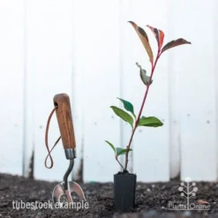 Photinia Red Robin -Cheap The Aussie Garden Store photinia red robin styled 2