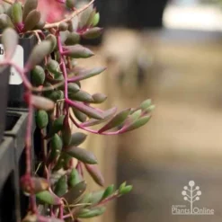 Othonna Ruby Necklace - Little Pickles - Succulent -Cheap The Aussie Garden Store pickles othonna