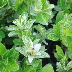 Euonymus Pierrolino - Variegated Spindle -Cheap The Aussie Garden Store pierrolino img 0527