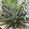 Mangave Pineapple Express - Succulent