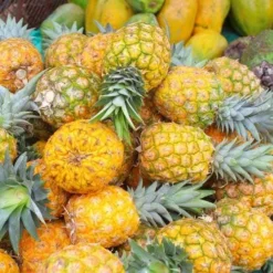 Pineapple Pure Gold -Cheap The Aussie Garden Store pineapple gold 500