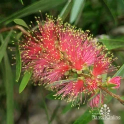 Callistemon Pink Champagne -Cheap The Aussie Garden Store pink champagne 1 1