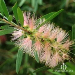 Callistemon Pink Champagne -Cheap The Aussie Garden Store pink champagne 3 1