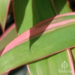 Cordyline Fruticosa Pink Diamond -Cheap The Aussie Garden Store pink diamond leaf 1