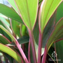 Cordyline Fruticosa Pink Diamond -Cheap The Aussie Garden Store pink diamond stem