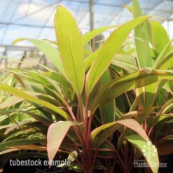 Cordyline Fruticosa Pink Diamond -Cheap The Aussie Garden Store pink diamond tubestock