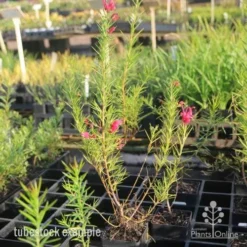 Grevillea Pink Pearl -Cheap The Aussie Garden Store pink pearl tubestock grevillea 1
