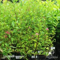 Malpighia Pixie - Acerola -Cheap The Aussie Garden Store pixie tubestock in bud