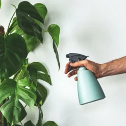 Monstera Deliciosa - Fruit Salad Plant, Swiss Cheese -Cheap The Aussie Garden Store plant misting