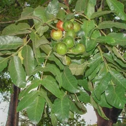 Burdekin Plum - Pleiogynium -Cheap The Aussie Garden Store pleiogynium timoriense burdekin plum tree
