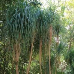 Beaucarnea - Ponytail Palm -Cheap The Aussie Garden Store ponytail 1 1