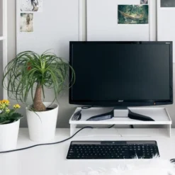 Beaucarnea - Ponytail Palm -Cheap The Aussie Garden Store ponytail home office
