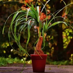 Beaucarnea - Ponytail Palm -Cheap The Aussie Garden Store ponytail potted 2