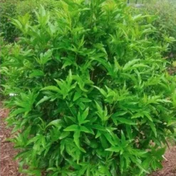 Hibiscus Popsicle -Cheap The Aussie Garden Store popsicle shrub