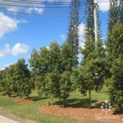 Elaeocarpus Prima Donna - Blueberry Ash -Cheap The Aussie Garden Store prima donna nursery drive