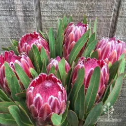Protea Pink Ice -Cheap The Aussie Garden Store protea pink ice