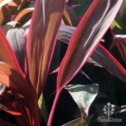 Cordyline Fruticosa Purple Prince -Cheap The Aussie Garden Store purple prince leaf colour