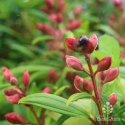 Tibouchina Purple Star -Cheap The Aussie Garden Store purple star buds rain