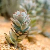 Kalanchoe Tomentosa – Panda Plant - Succulent