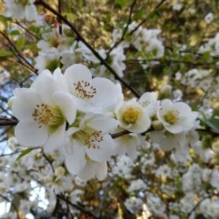 Chaenomeles Nivalis - Japanese Quince