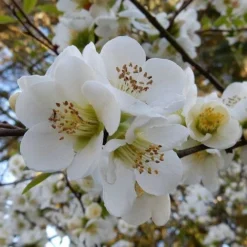 Chaenomeles Nivalis - Japanese Quince -Cheap The Aussie Garden Store quince nivalis crop