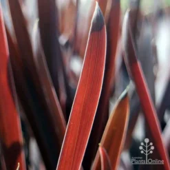 Cordyline Australis Red Sensation -Cheap The Aussie Garden Store red sensation leaf
