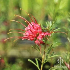 Grevillea Red Wings -Cheap The Aussie Garden Store redwings flower close