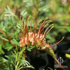 Grevillea Red Wings -Cheap The Aussie Garden Store redwings fully open flower
