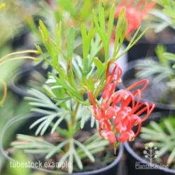 Grevillea Red Wings -Cheap The Aussie Garden Store redwings tubestck