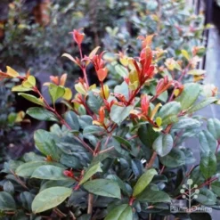 Syzygium Resilience - Lilly Pilly -Cheap The Aussie Garden Store resilience leaf colour