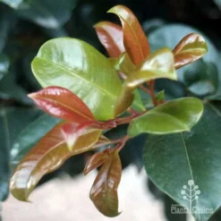 Syzygium Resilience - Lilly Pilly -Cheap The Aussie Garden Store resilience leaf colours