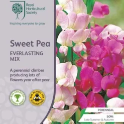 Sweet Pea Everlasting Mix - Seed