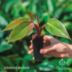 Philodendron Rojo Congo -Cheap The Aussie Garden Store rojo congo tube in hand
