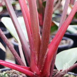 Philodendron Rojo Congo -Cheap The Aussie Garden Store rojo stem colour