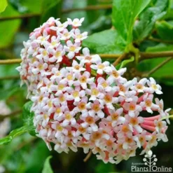 Cheap The Aussie Garden Store -Cheap The Aussie Garden Store rondeletia amoena