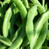 Bean Scarlet Runner - Seed