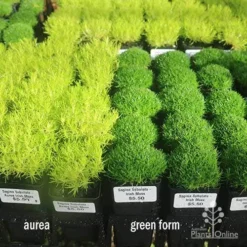 Sagina Subulata Aurea – Scotch Moss 23 Sagina Subulata Aurea – Scotch Moss -Cheap The Aussie Garden Store sagina compare