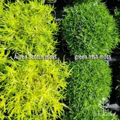 Sagina Subulata Aurea – Scotch Moss 20 Sagina Subulata Aurea – Scotch Moss -Cheap The Aussie Garden Store sagina comparison 2