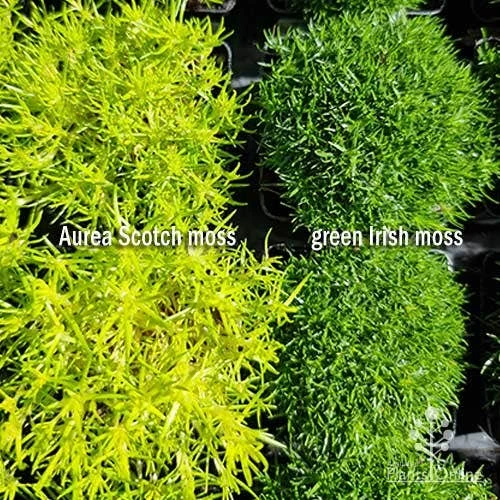 Sagina Subulata Aurea – Scotch Moss 9 Sagina Subulata Aurea – Scotch Moss - Image 9