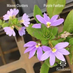 Scaevola Purple Fanfare - Fan Flower -Cheap The Aussie Garden Store scaevola mauve clusters left fanfare right