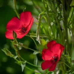 Flax Scarlet - Seed -Cheap The Aussie Garden Store scarlet flax 1