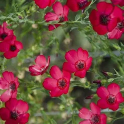 Flax Scarlet - Seed -Cheap The Aussie Garden Store scarlet flax 4