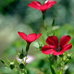 Flax Scarlet - Seed -Cheap The Aussie Garden Store scarlet flax 5